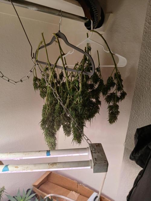 Ghost Train Haze Automatic. Week 16