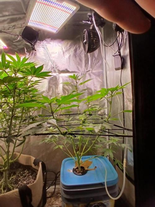 Wedding Cake Photo. Week 8