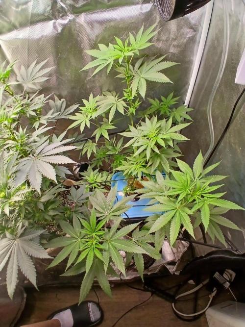 Wedding Cake Photo. Week 8