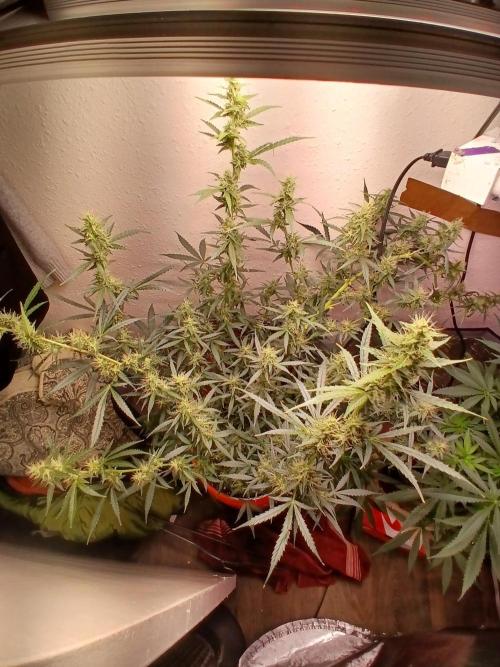 Sundae Driver Auto. Week 11