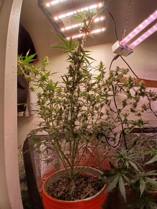 Sundae Driver Auto. Week 11