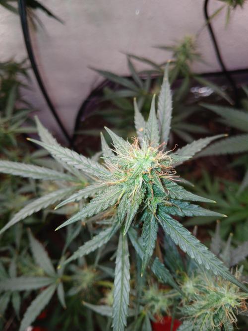 Sundae Driver Auto. Week 11