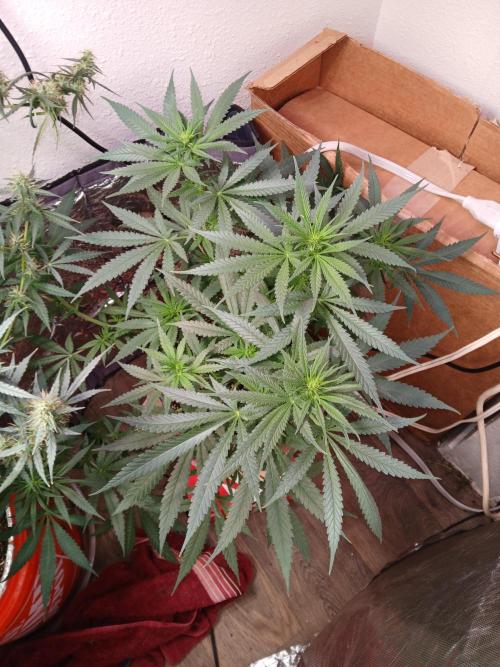 Hyper Vyper Photoperiod. Week 9