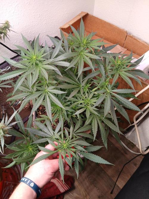 Hyper Vyper Photoperiod. Week 9