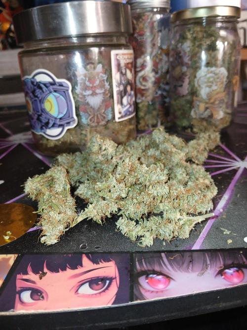 Ghost Train Haze Auto. Week 16 - Got a little under 3.5 ounces
