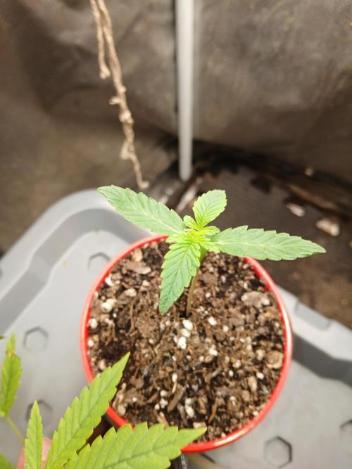 Sundae Driver Auto. Week 2
