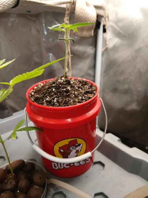 Sundae Driver Auto. Week 2