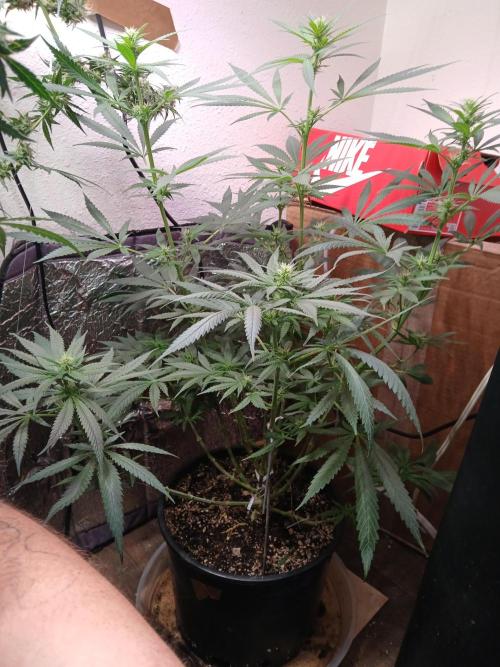 Hyper Vyper Photoperiod. Week 10