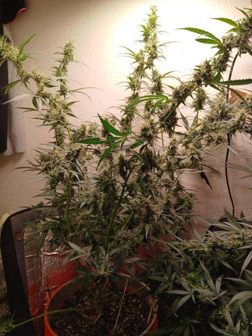 Sundae Driver Auto. Week 12