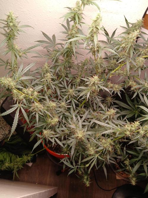 Sundae Driver Auto. Week 12