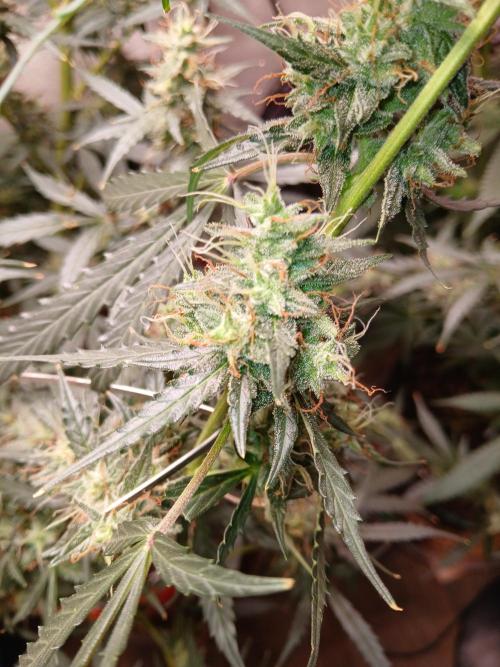 Sundae Driver Auto. Week 12