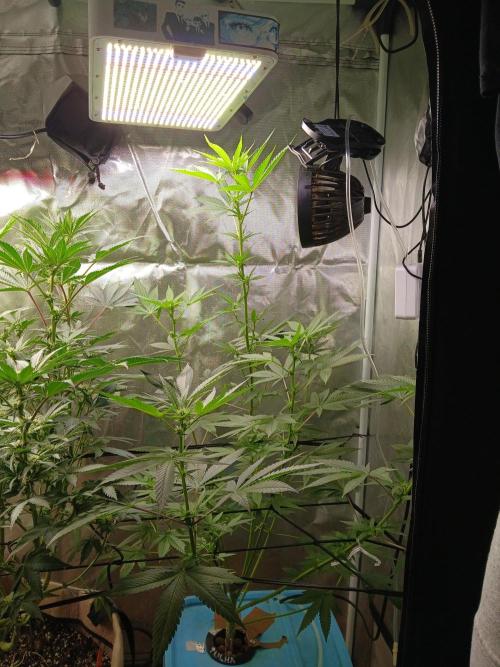 Wedding Cake Photo. Week 9