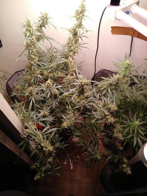 Sundae Driver Auto. Week 13