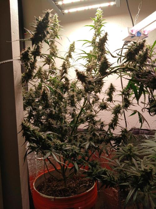 Sundae Driver Auto. Week 13