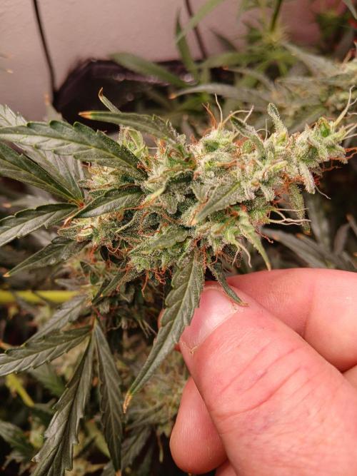Sundae Driver Auto. Week 13