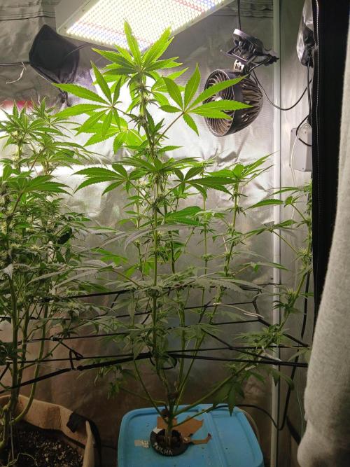 Wedding Cake Photo. Week 10