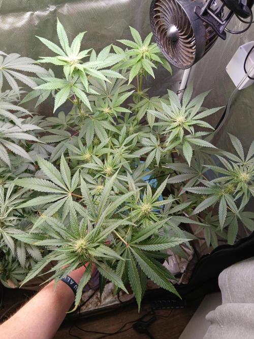 Wedding Cake Photo. Week 10