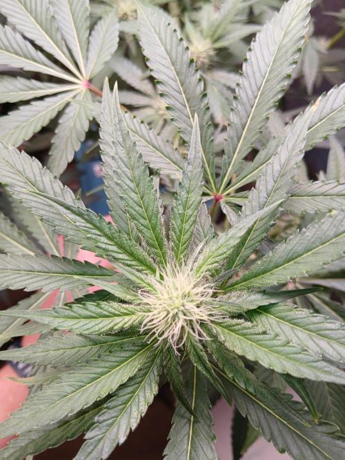 Wedding Cake Photo. Week 10