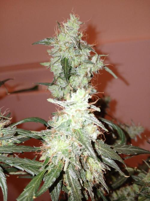Sundae Driver Auto. Week 14
