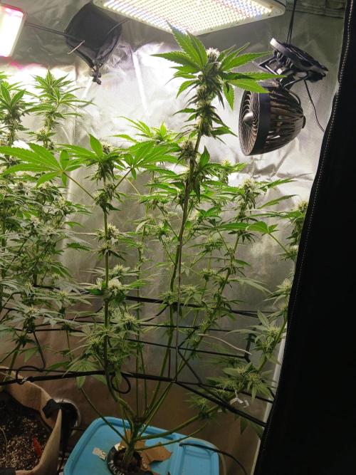 Wedding Cake Photo. Week 11