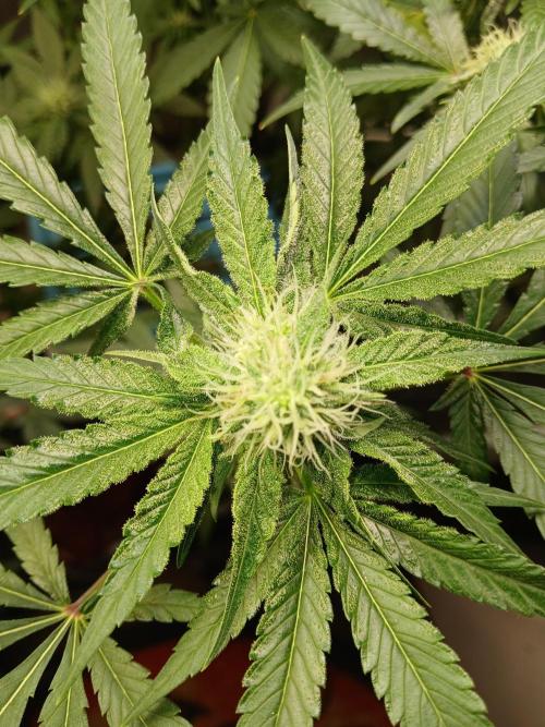 Wedding Cake Photo. Week 11