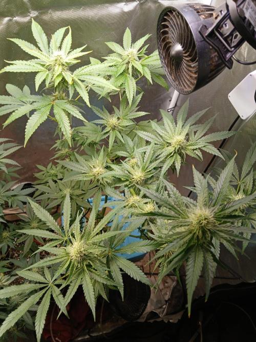 Wedding Cake. Week 11
