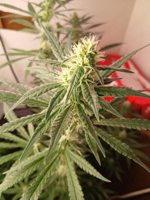 Hyper Vyper Photoperiod. Week 11