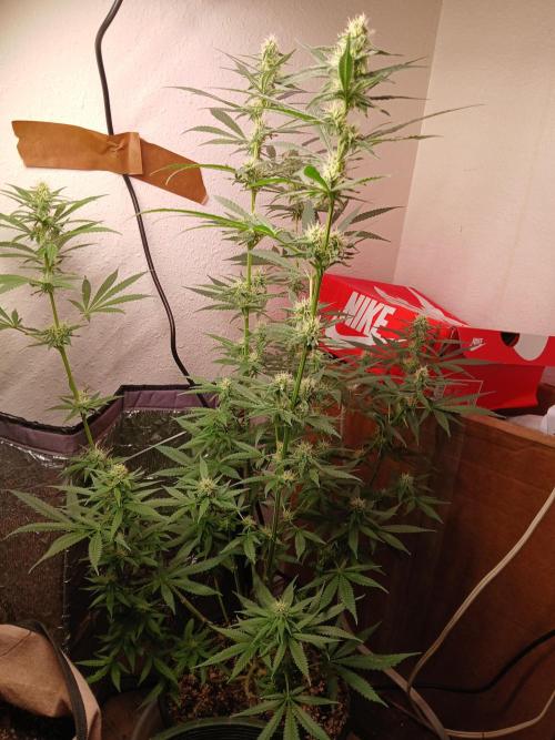 Hyper Vyper Photoperiod. Week 11