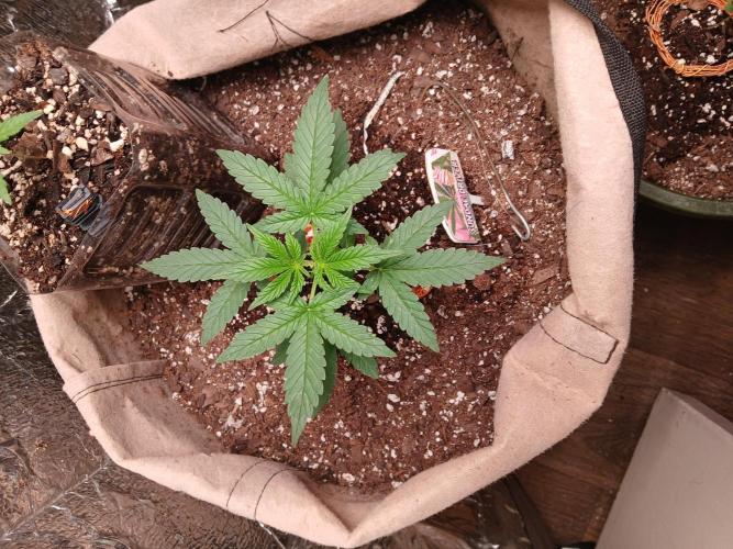 Sundae Driver Auto. Week 3