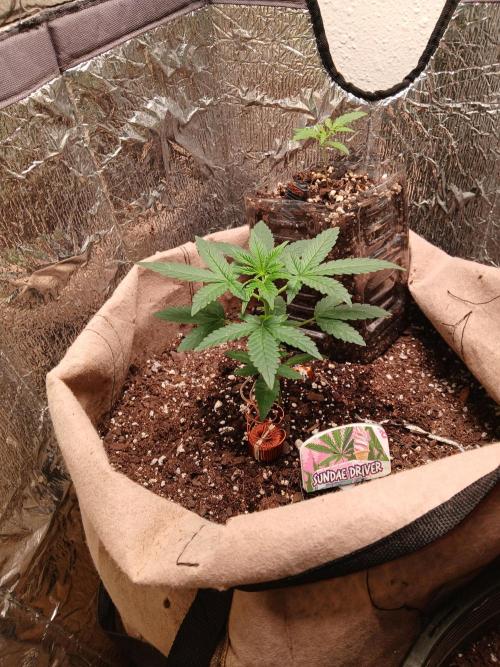 Sundae Driver Automatic. Week 3