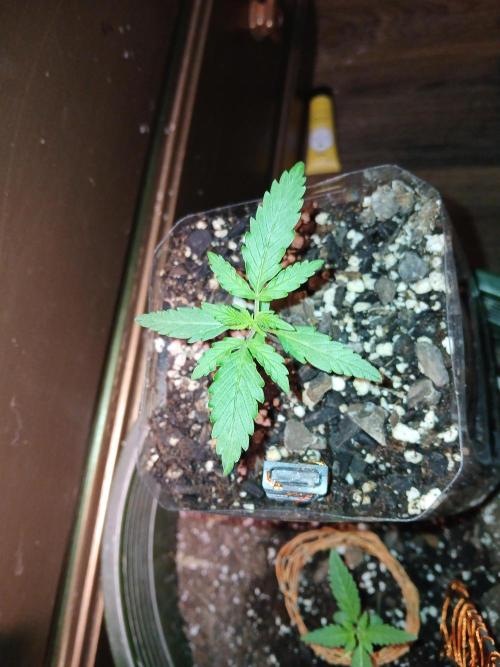 Grease Monkey Auto. Week 1