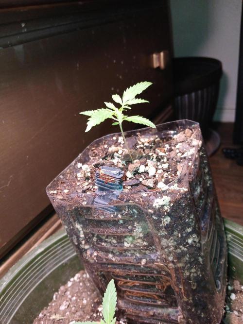 Grease Monkey Auto. Week 1