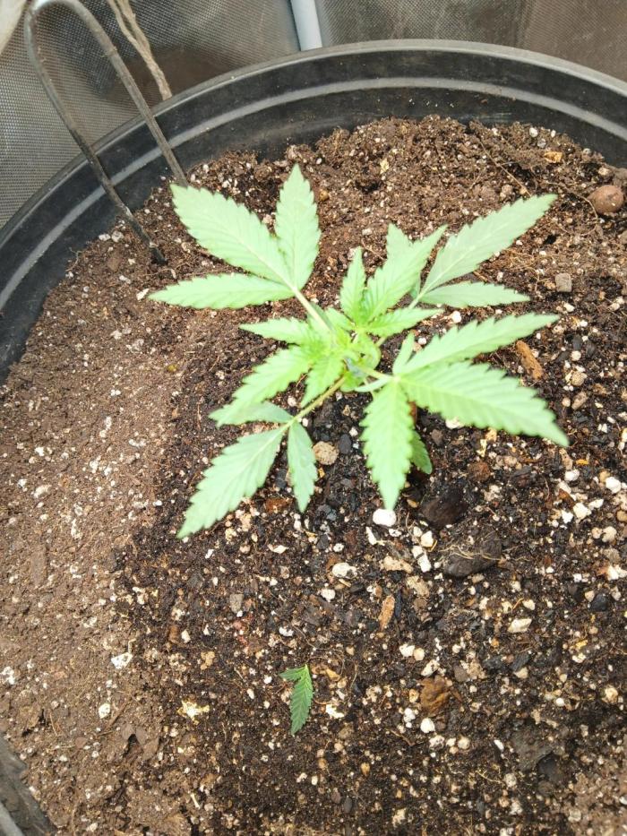 Grease Monkey Auto. Week 2