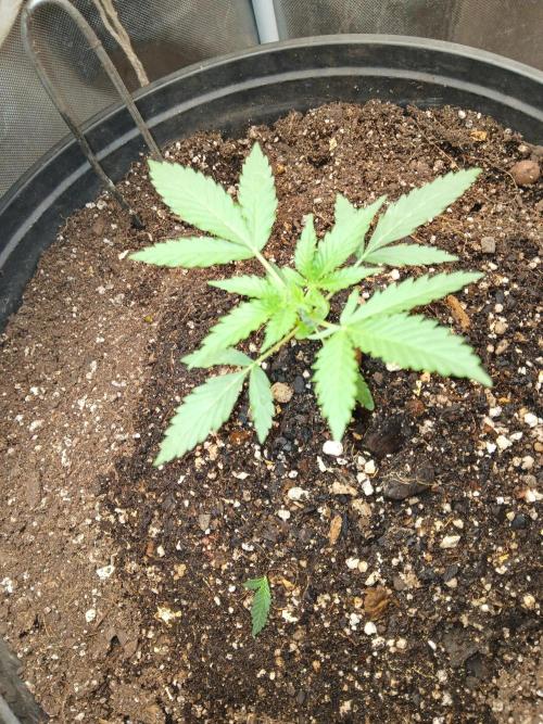 Grease Monkey Automatic. Week 2