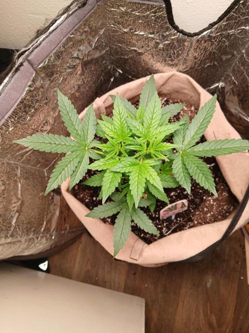 Sundae Driver Auto. Week 4
