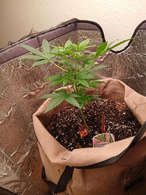 Sundae Driver Auto. Week 4