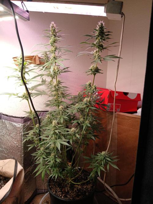 Hyper Vyper Photoperiod. Week 12