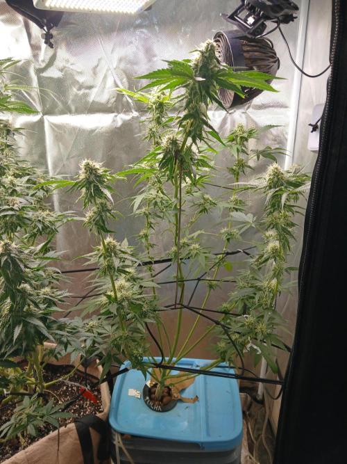 Wedding Cake Photo. Week 12