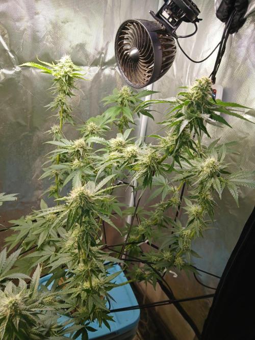 Wedding Cake Photo. Week 12