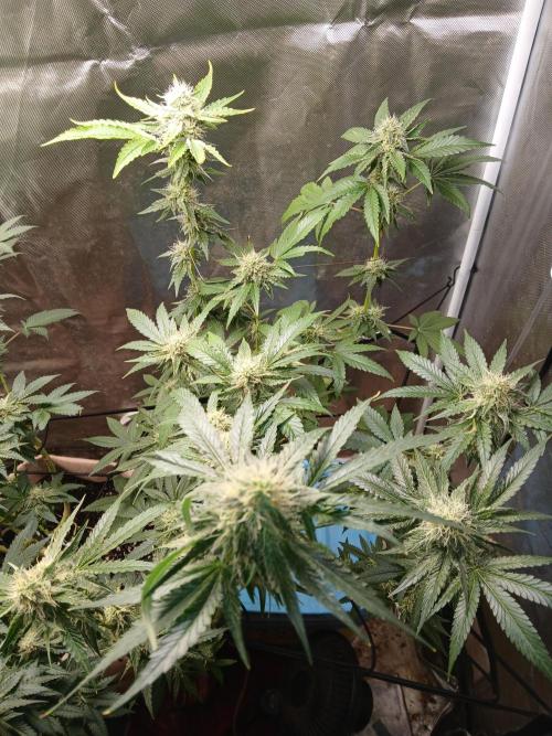 Wedding Cake. Week 12
