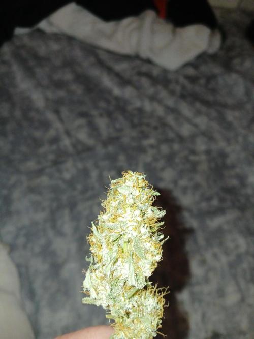 Wedding Cake. Week 13