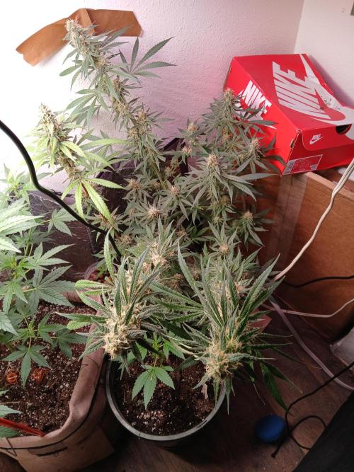 Hyper Vyper Photoperiod. Week 13