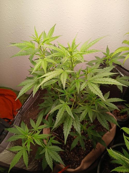 Sundae Driver Auto. Week 5