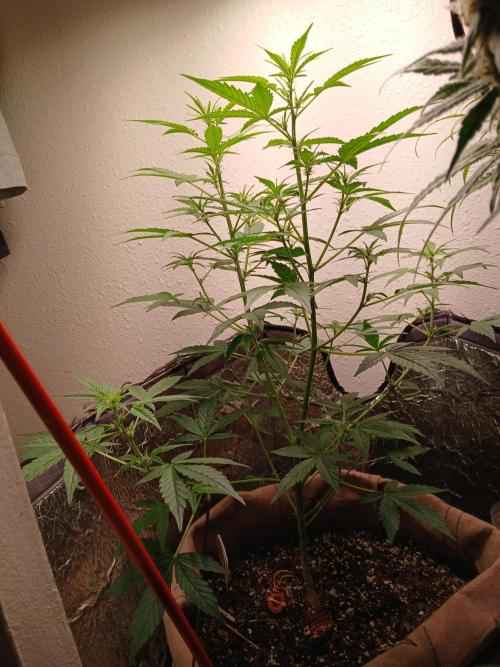 Sundae Driver Auto. Week 5
