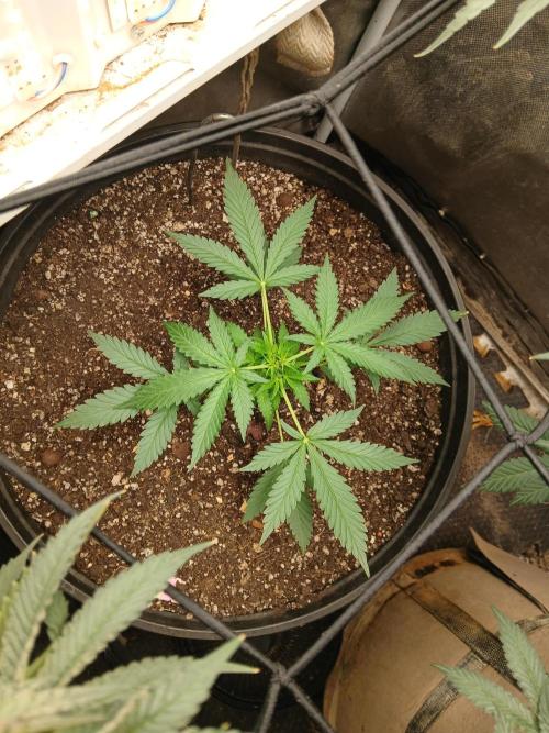 Grease Monkey Auto. Week 3