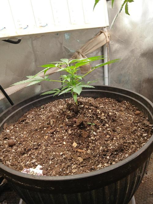 Grease Monkey Auto. Week 3