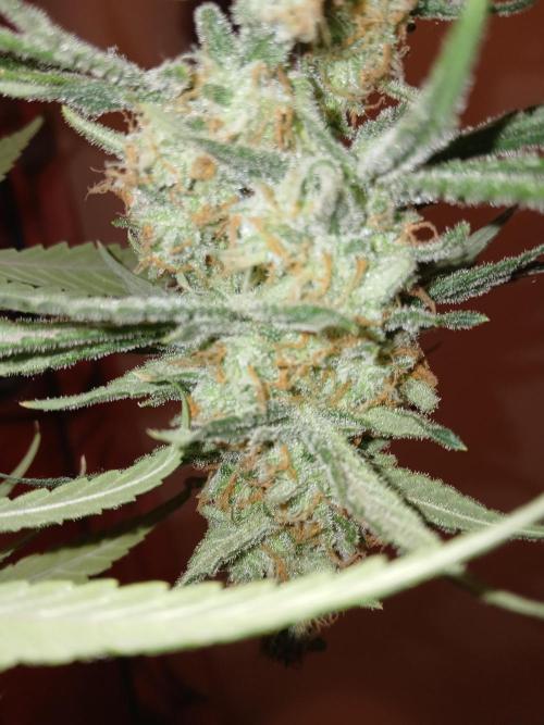 Hyper Vyper Photoperiod. Week 14