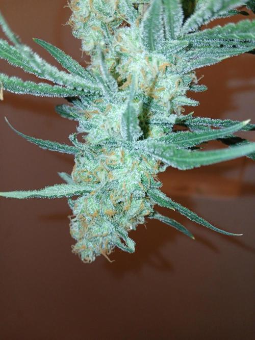 Hyper Vyper Photoperiod. Week 14