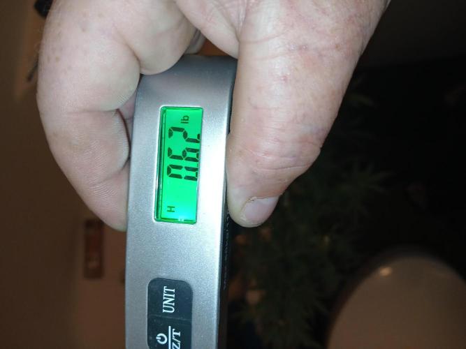 Hyper Vyper Photoperiod. Week 14