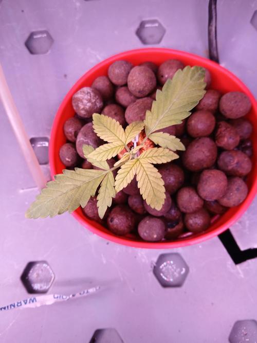 BasedBuds_89